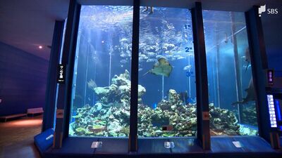 "三保の水族館"存続求める市民団体が会見 施設は取り壊し予定も...大学側と交渉続ける方針=静岡・清水区