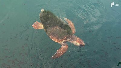 「なんでこんなところにカメが」秋の漁港で泳ぐアカウミガメ見つかる 産卵のシーズンではないこの時期になぜ...保護活動家は体に絡まる糸に危機感=静岡・由比漁港