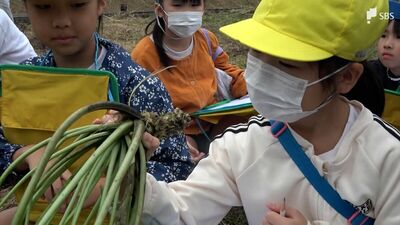「時間をかけて作っていて、すごい」特産のワサビ、小学生がワサビ田を訪れ学ぶ=静岡・河津町