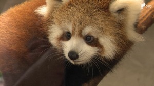 「ぴょこぴょこしてかわいい」レッサーパンダの赤ちゃん一般公開 名前を11月16日まで募集中=静岡・日本平動物園