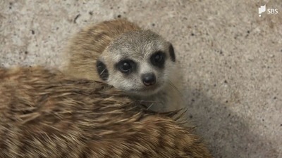 「大人に比べて立つのが下手、赤ちゃんじゃないと見られない」伊豆アニマルキングダムでミーアキャット赤ちゃん3匹誕生=静岡・東伊豆町