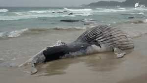 海岸に打ち上げられた体長9.4メートルのクジラの死骸 砂浜に穴掘り埋められる=静岡・下田市