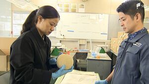 袋井特産「クラウンメロン」タイへ輸出 過去最多の210玉すべてが厳しい検査に合格=静岡