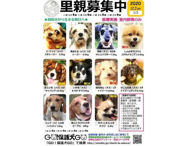 GO！保護犬GO☆大フリマ& ミニ保護犬の会［駿東郡小山町］｜アットエス