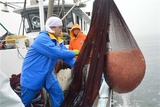 富山のシロエビ漁　資源管理手法　続く模索