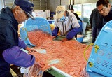 台湾産に漁師反発、加工業者へ「出入り禁止」通告