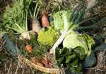 地元で採れた新鮮野菜をふんだんに使用しております。