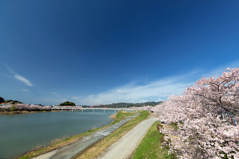 都田川桜堤