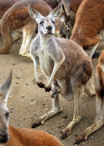 アカカンガルー