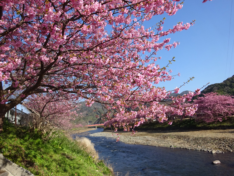 河津桜まつり