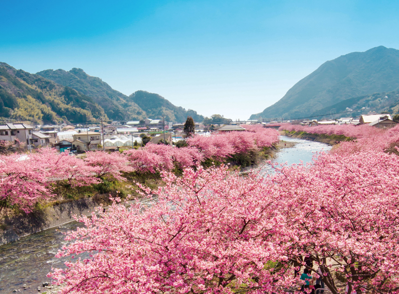 河津桜まつり