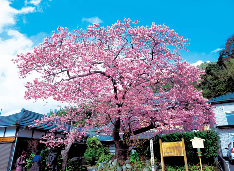 河津桜まつり