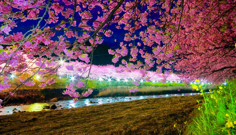 河津桜まつり