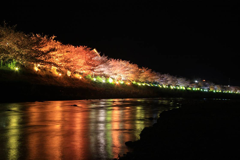 河津桜まつり