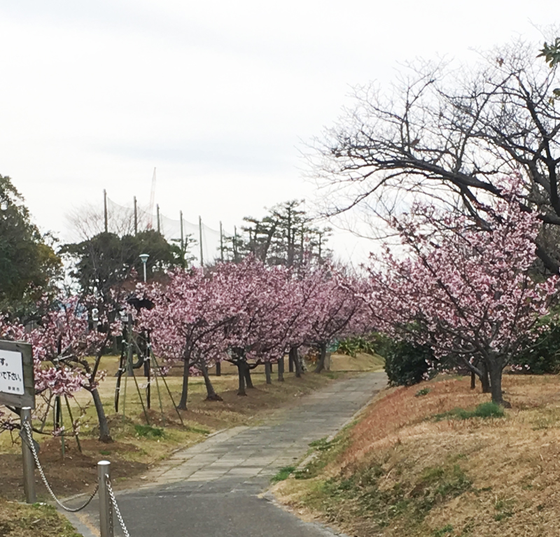 興津宿寒ざくらまつり