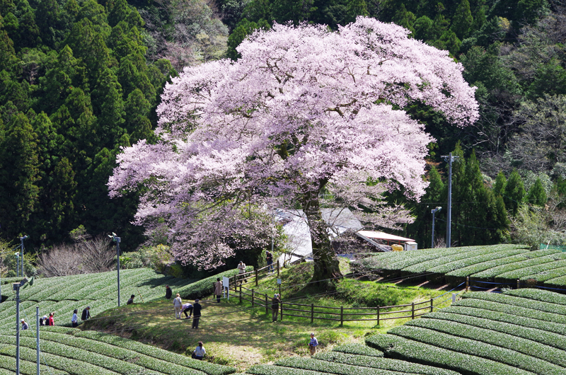 みずめ桜