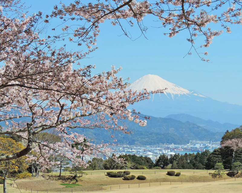 日本平周辺 日本平パークウェイの桜