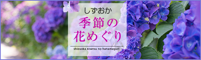 静岡 季節の花めぐり ハナショウブイベント一覧 Sスマホ アットエススマホ 静岡新聞sbs