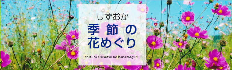 静岡 花めぐり 季節の花 静岡県 イベント一覧 Sスマホ アットエススマホ 静岡新聞sbs