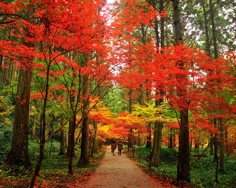 静岡県の絶景紅葉スポット 見頃 名所ガイド 静岡新聞sbs アットエス