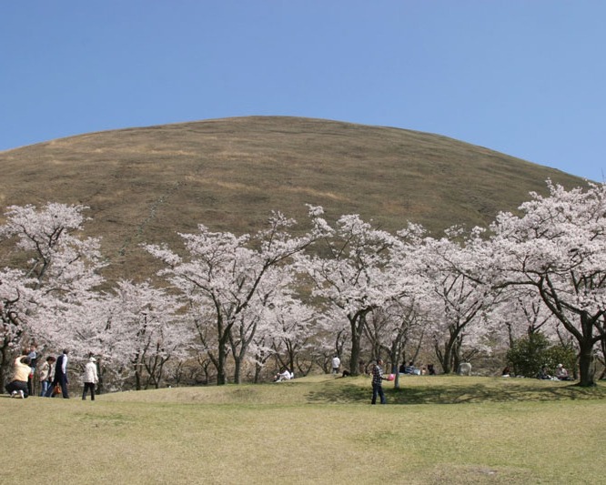 静岡の桜開花情報 伊豆 お花見特集21 ソメイヨシノ 早咲き桜 静岡新聞sbs アットエス