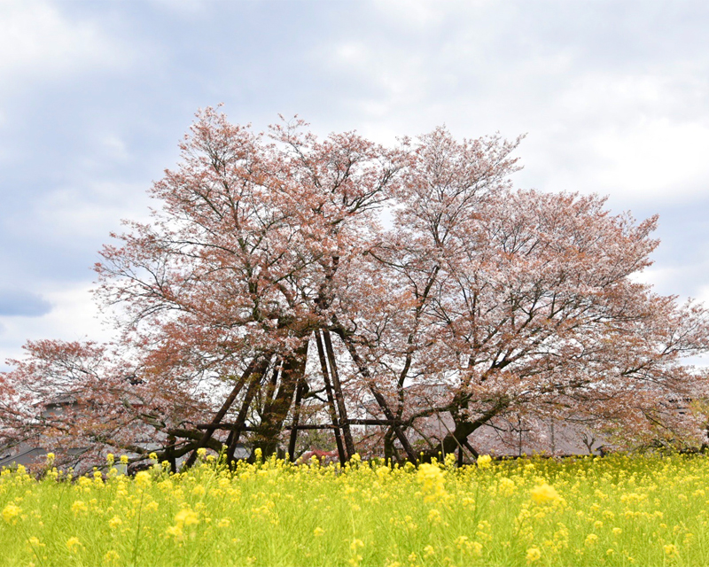 狩宿の下馬桜