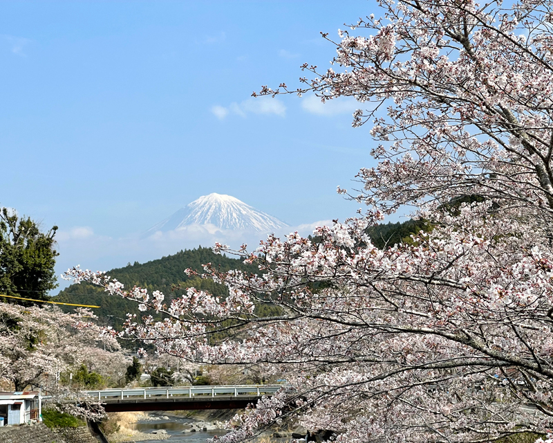 稲瀬川沿いの桜