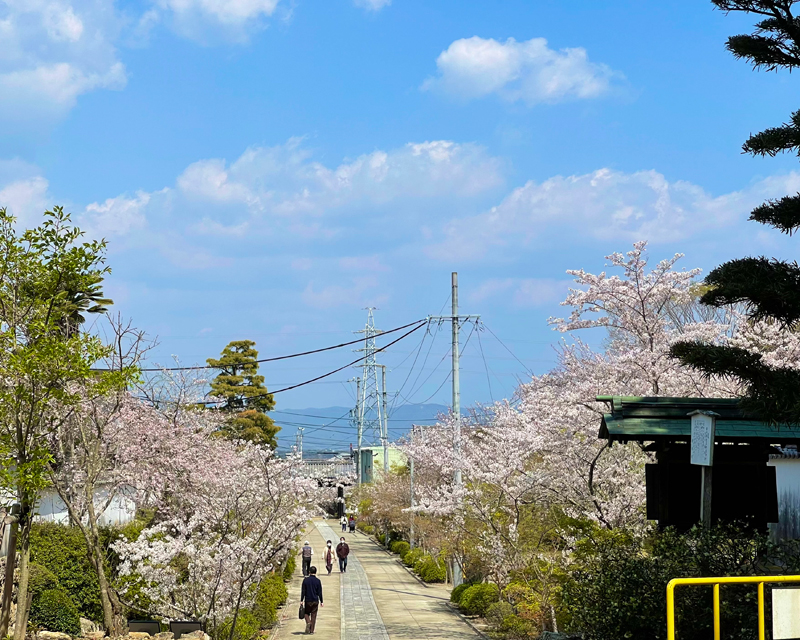 本興寺の桜