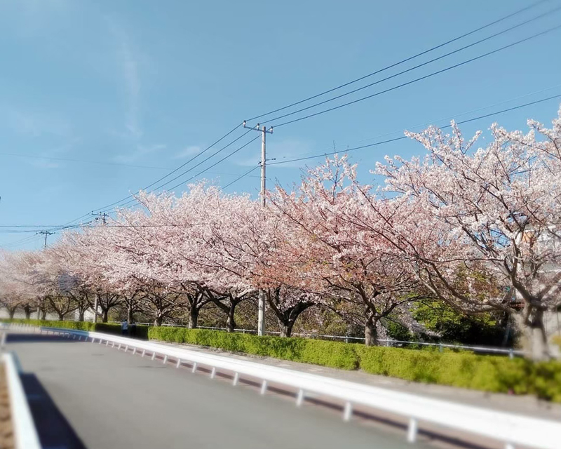 桜堤遊歩道