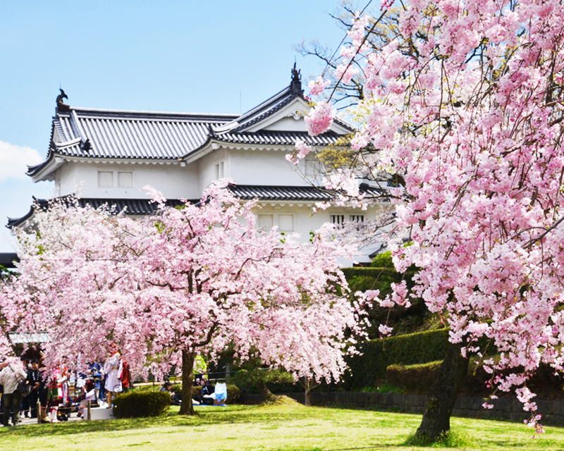 静岡の桜開花情報 中部 お花見特集22 ソメイヨシノ 静岡新聞sbs アットエス