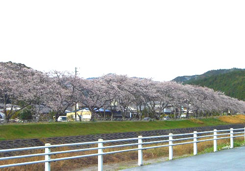 二俣川の桜並木（国道362号沿い）
