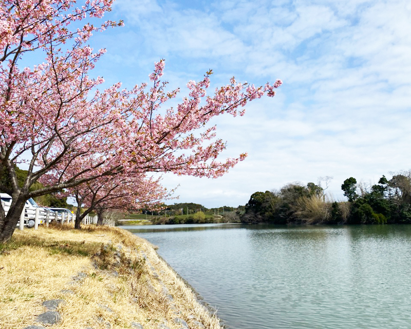 田ヶ池の桜