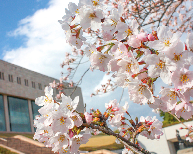 静岡の桜開花情報 伊豆 お花見特集 ソメイヨシノ 静岡新聞sbs アットエス