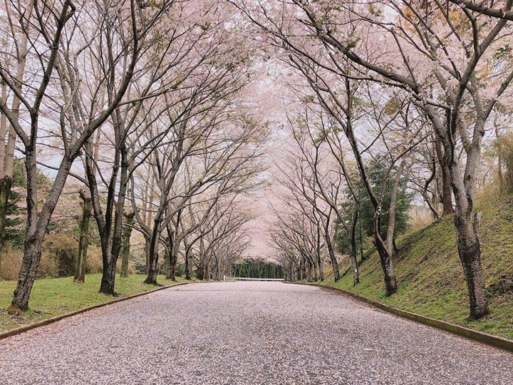 愛鷹広域公園の桜