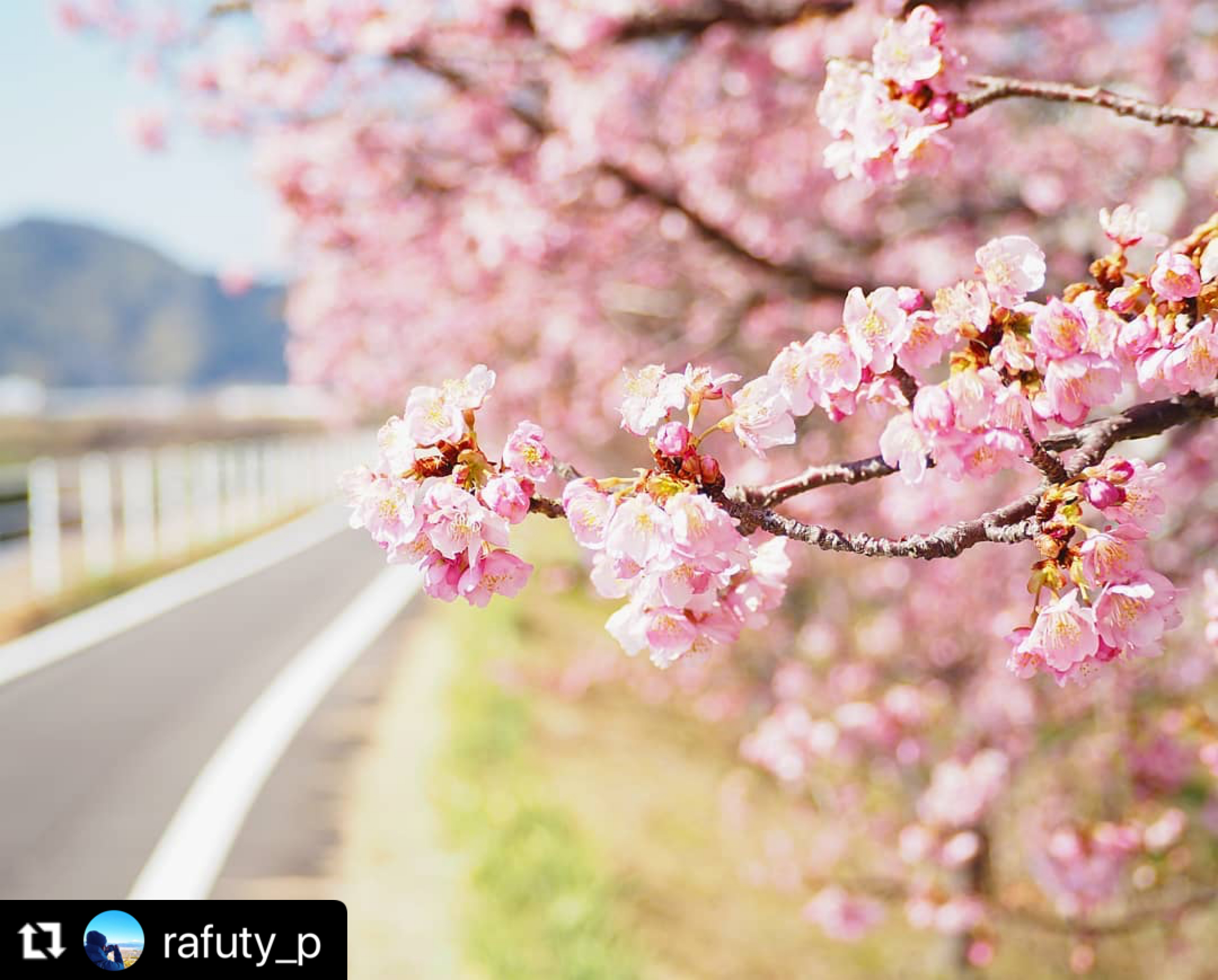 静岡の桜開花情報をチェック お花見特集22 早咲き桜 河津桜 静岡新聞sbs アットエス