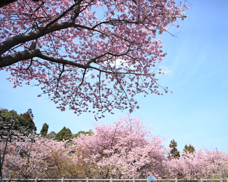朝日山城跡