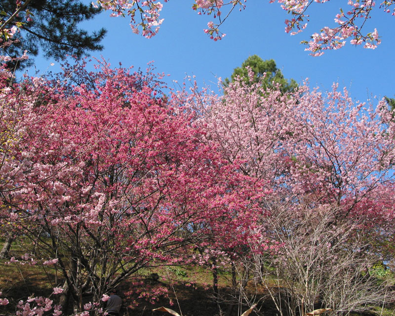 はままつフラワーパーク・桜イメージ
