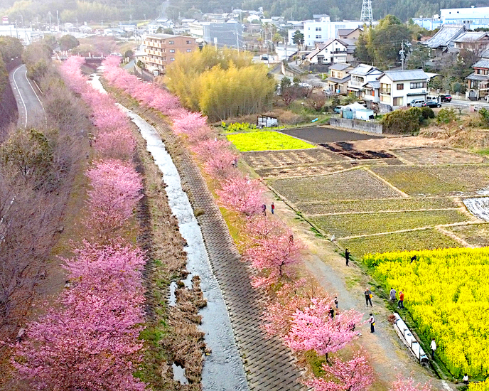 東大山・河津桜
