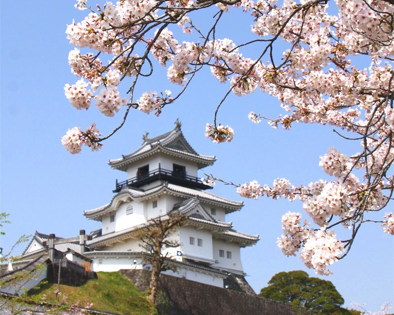 掛川城公園・桜イメージ