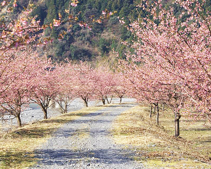 川根本町の桜