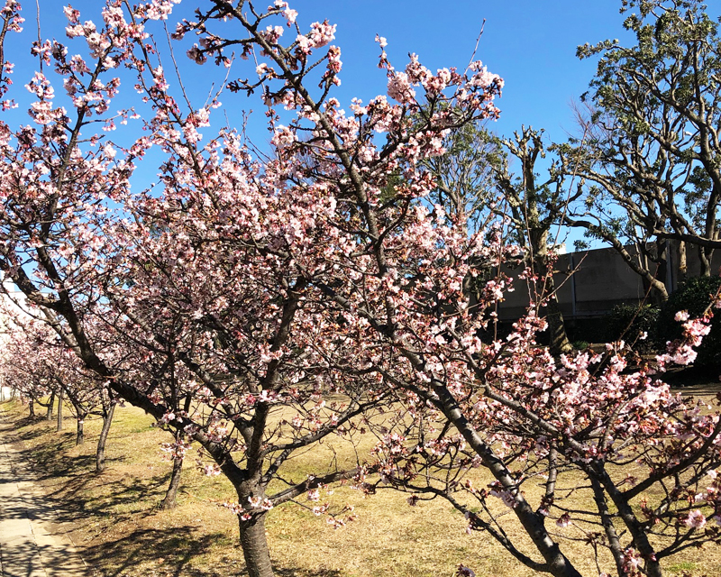 清見潟公園・薄寒桜