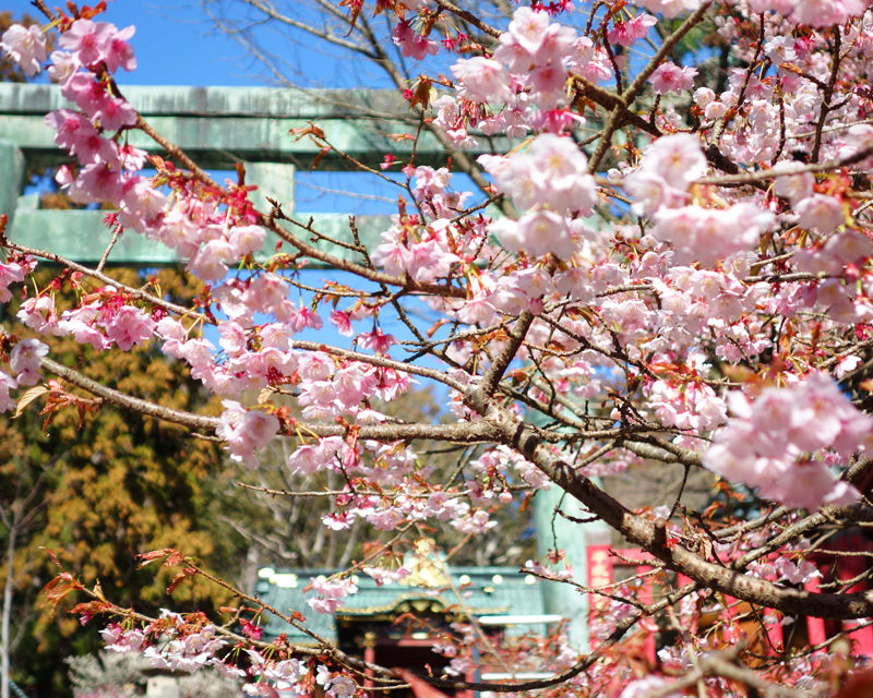 久能山東照宮・早咲き桜