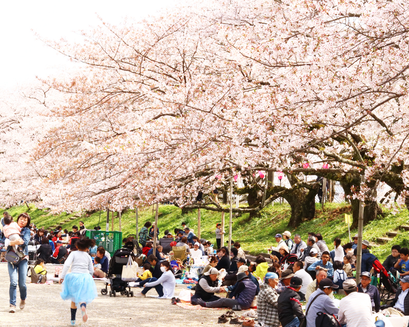 静岡の桜開花情報をチェック お花見特集 ソメイヨシノ 静岡新聞sbs アットエス