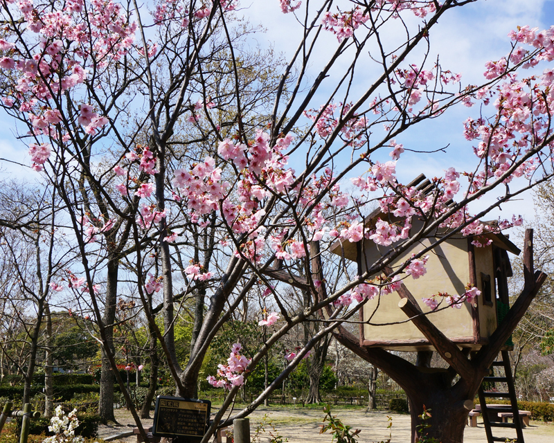 陽光桜