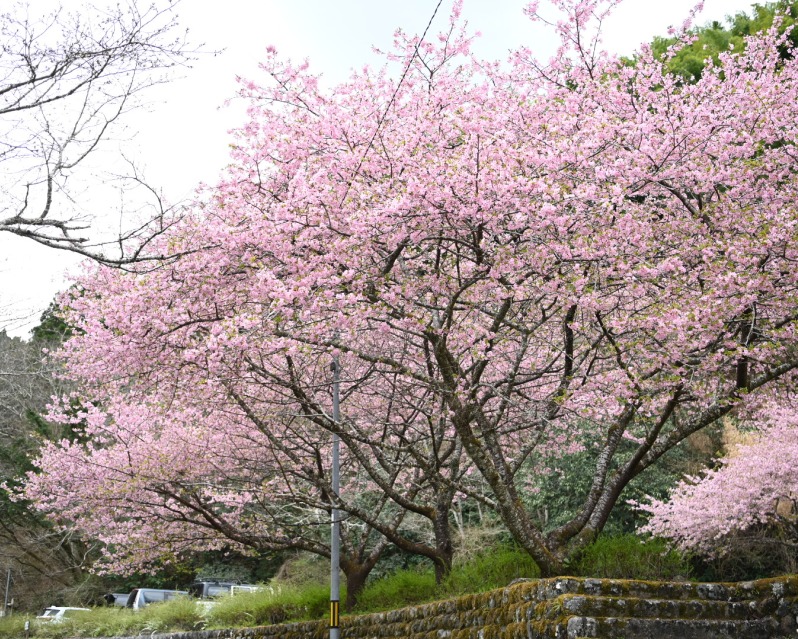 清水森林公園・河津桜