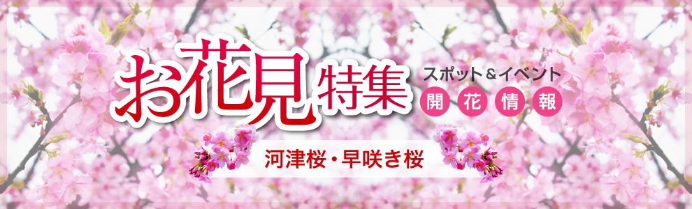 お花見特集