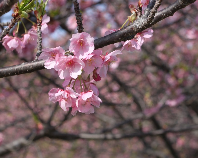 兎山公園