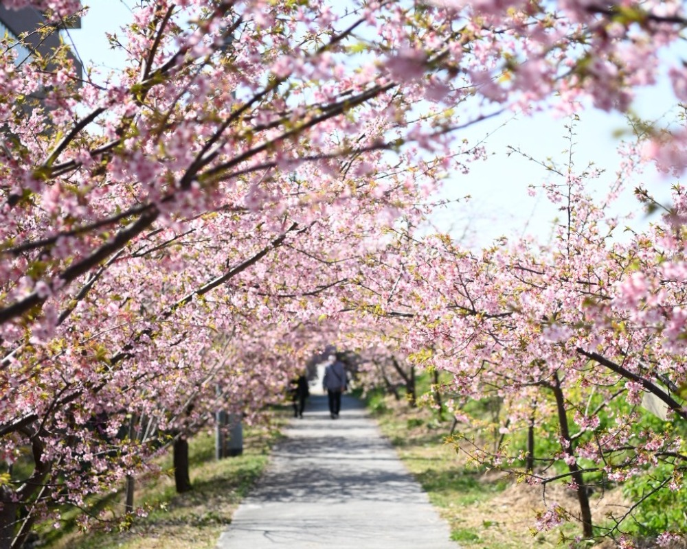 麻機緑地・河津桜