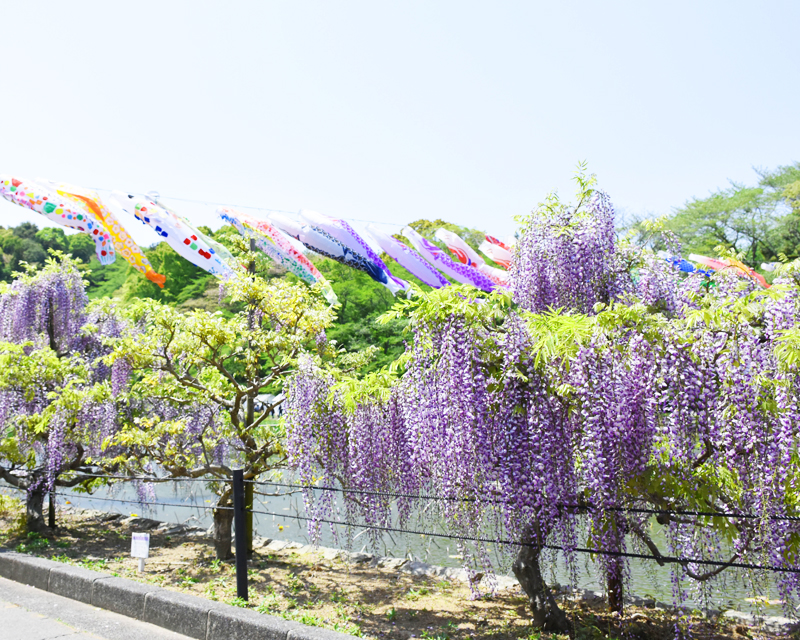 蓮華寺池公園 藤の花 藤枝市 アットエス