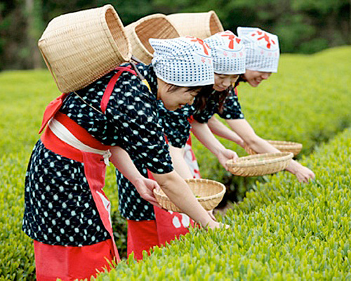21春のチャレンジ茶摘み 蔵屋鳴沢 伊豆の国市 アットエス